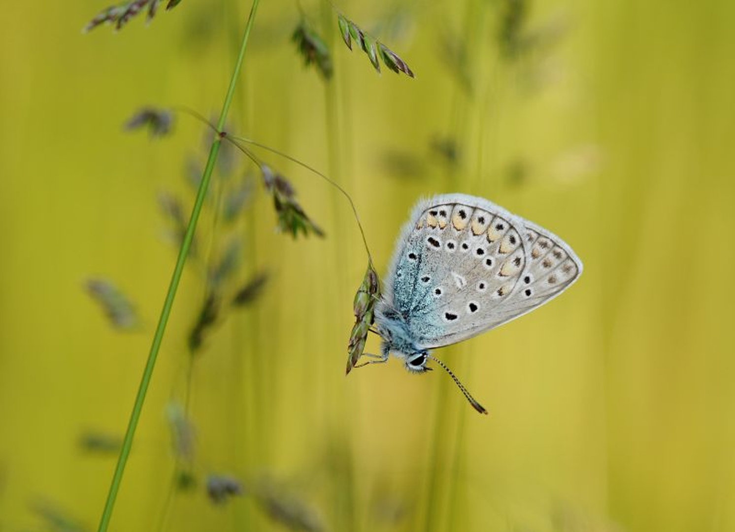 Modrin by Tomaž B