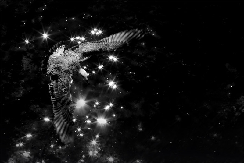 Galactic bird by dean pellizer