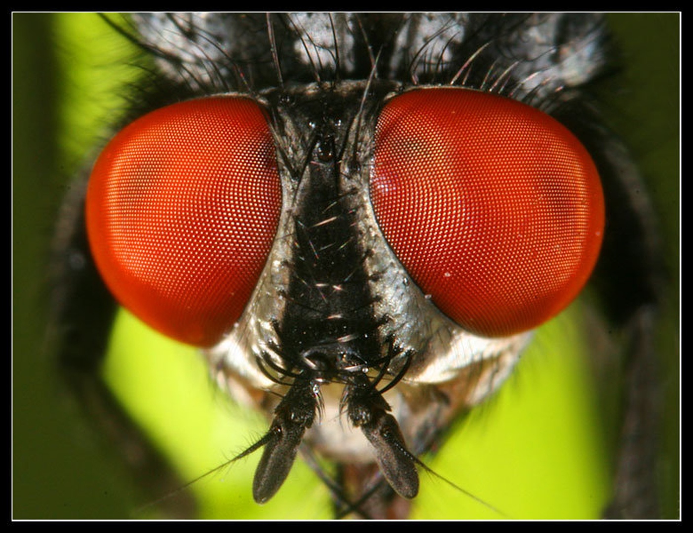 Fly Portrait by Stanko Mravljak
