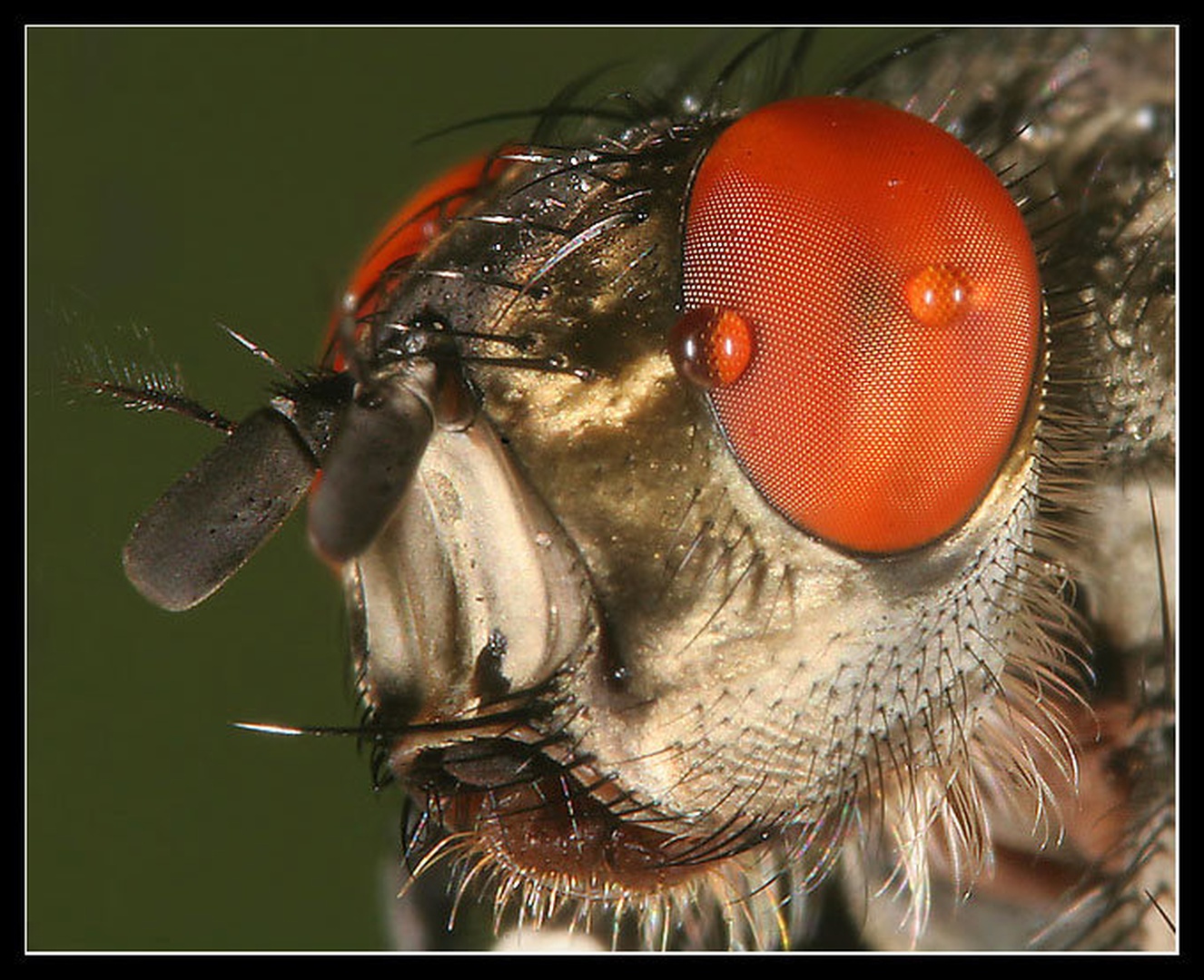 Fly Portrait1 by Stanko Mravljak
