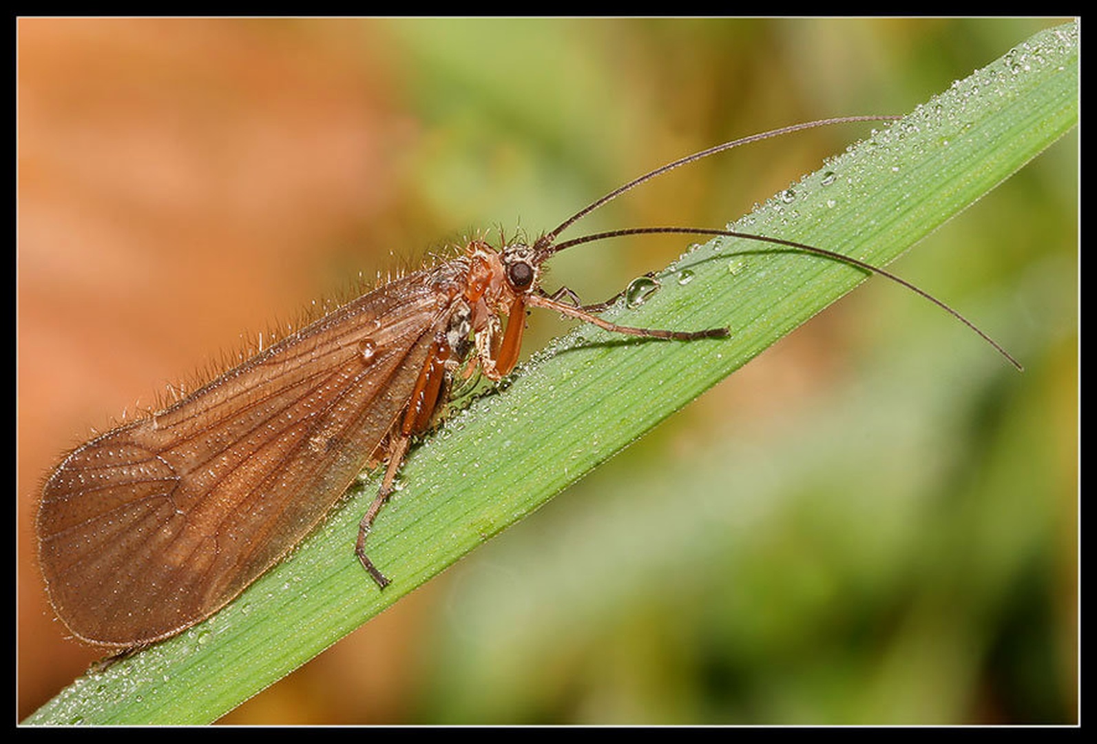 Mladoletnica Limnephilus rhombicus by Stanko Mravljak