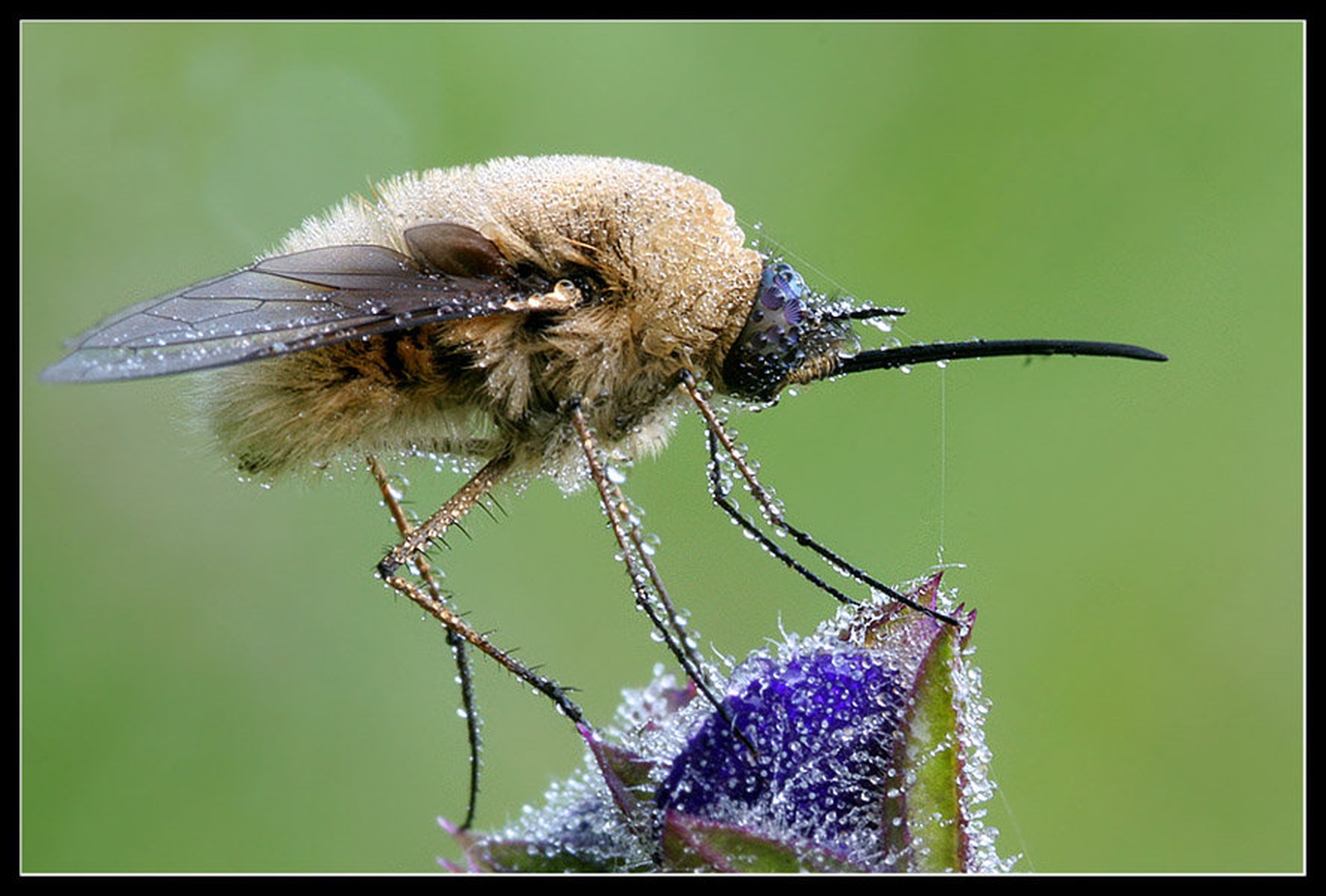 Bombylius major by Stanko Mravljak