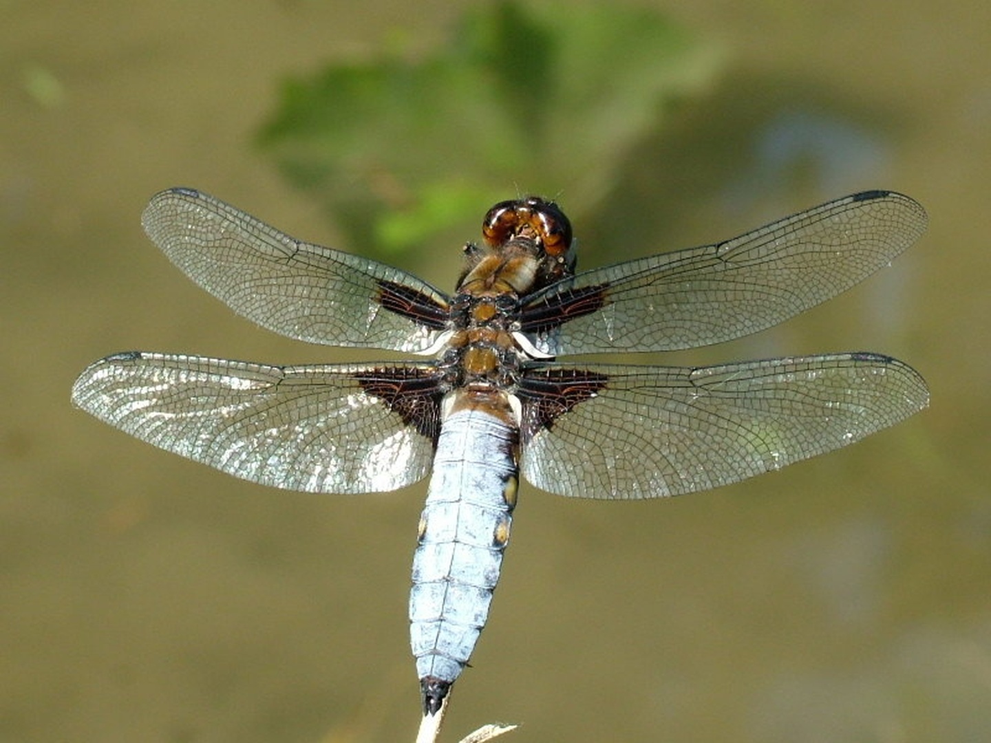 Kačji pastir5 by Stanko Mravljak