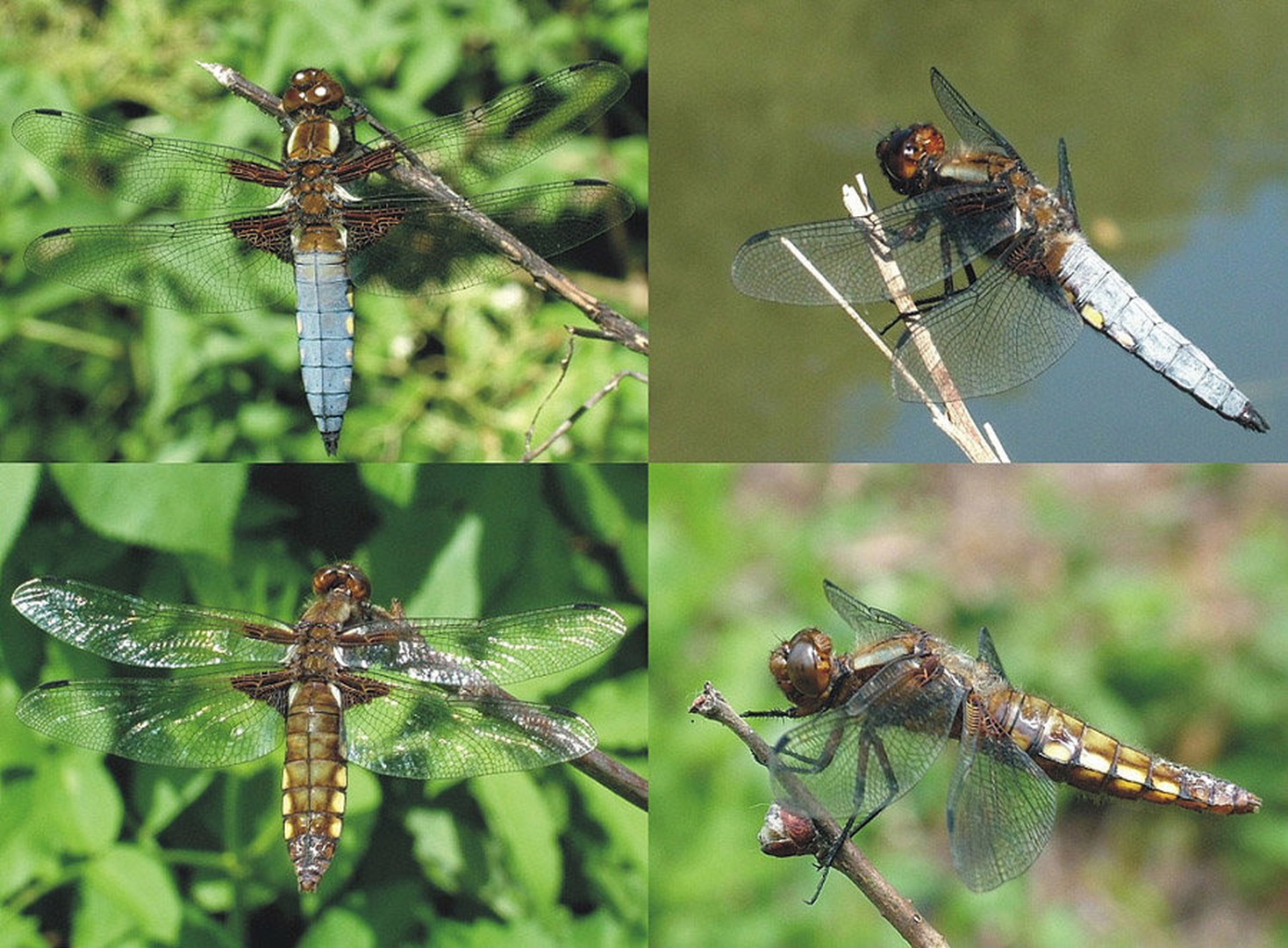 Kačji pastirji - Libellula depressa by Stanko Mravljak