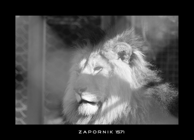 Zapornik1571 by Arni Pescola