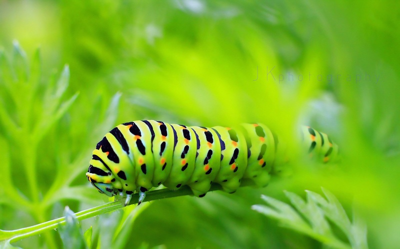 Papilio machaon by Kristjan