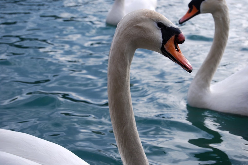 Swan by Evica