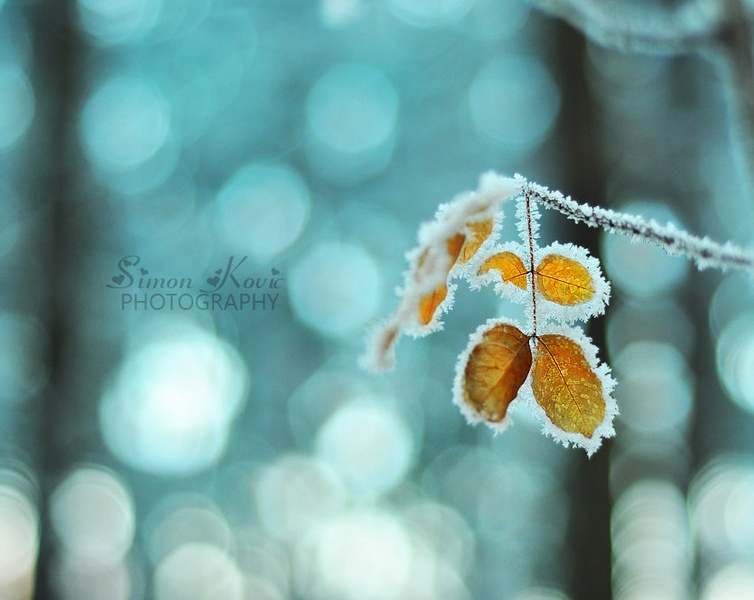 A utumn L ove L eaves by nomisiti