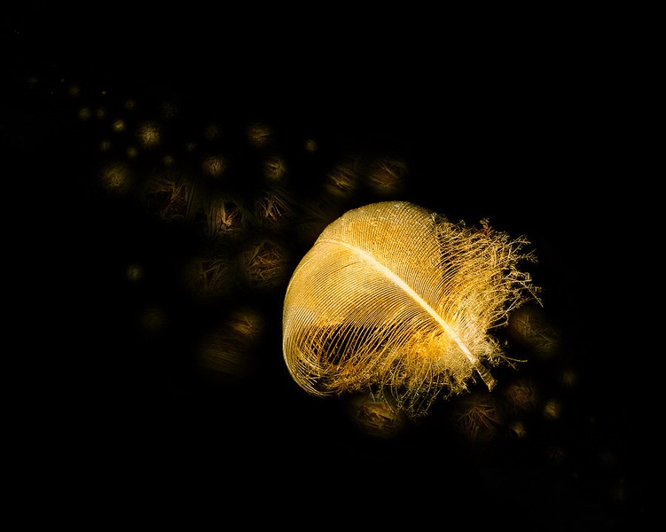 Golden Line by nomisiti