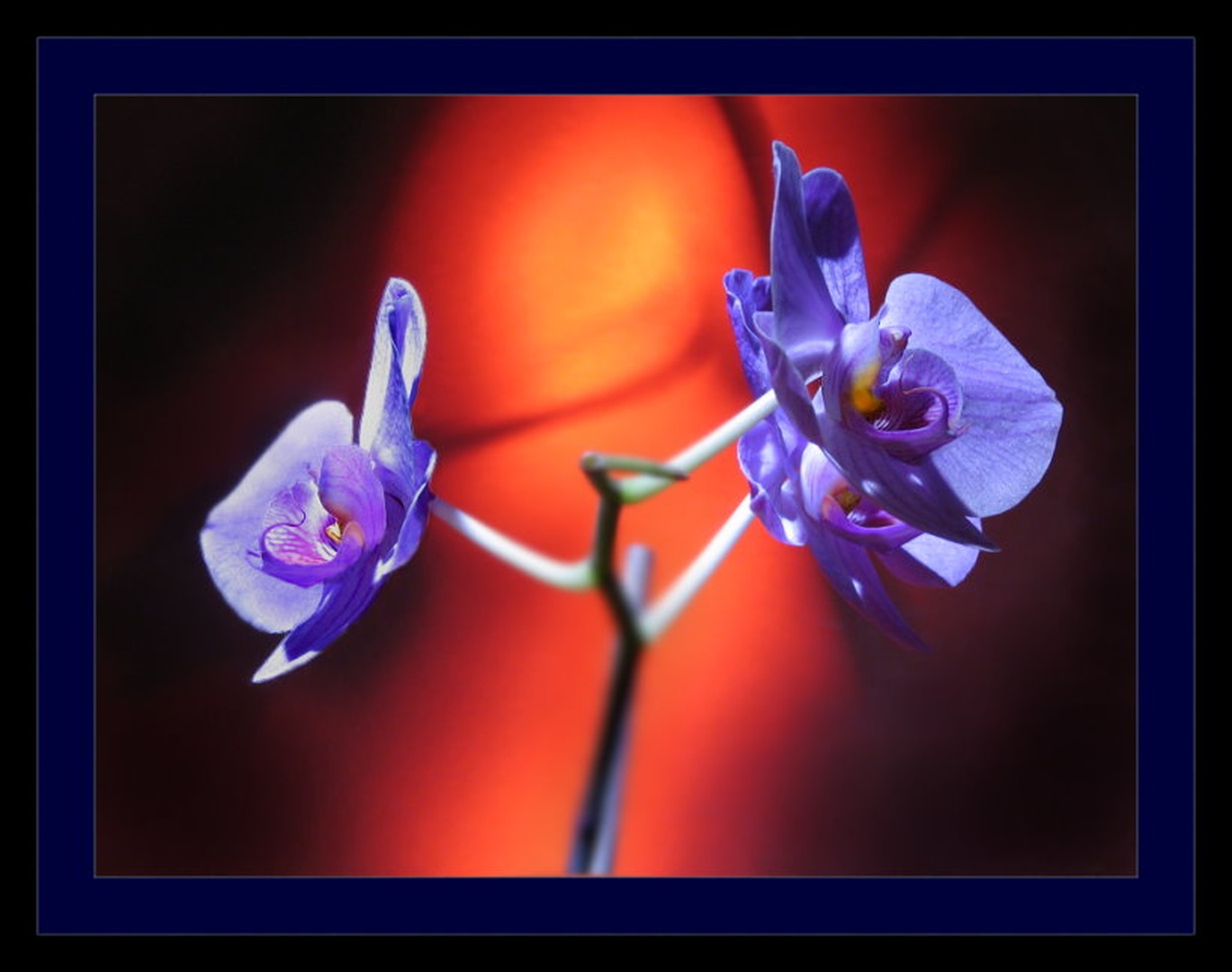 PurpleBlue by