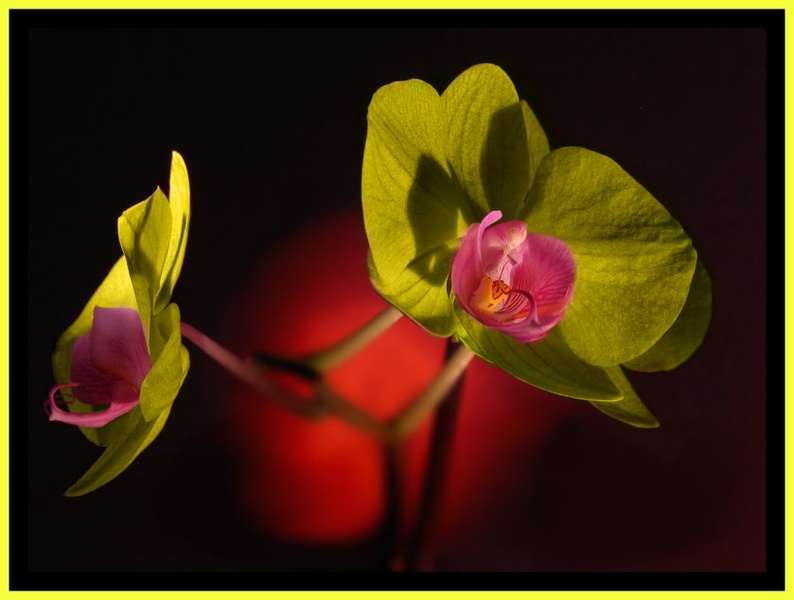PurpleYellow by nomisiti