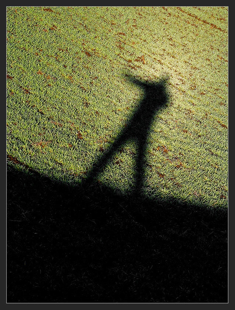 Mr.Shadow by