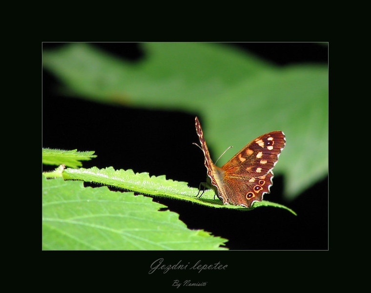 Gozdni lepotec by nomisiti