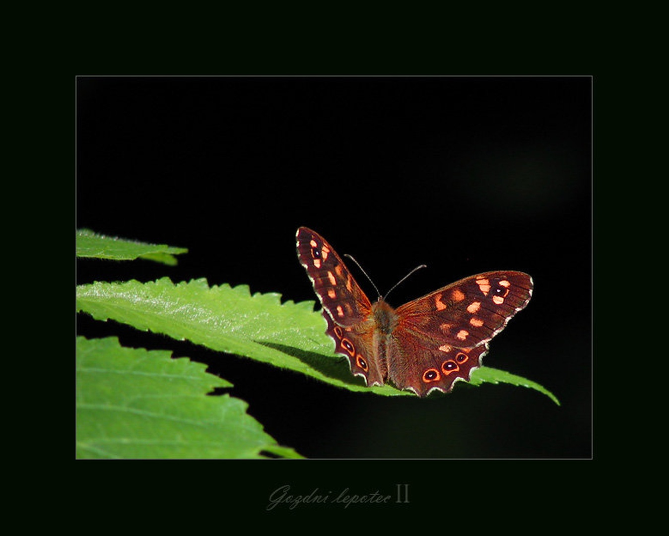 Gozdni lepotec II by