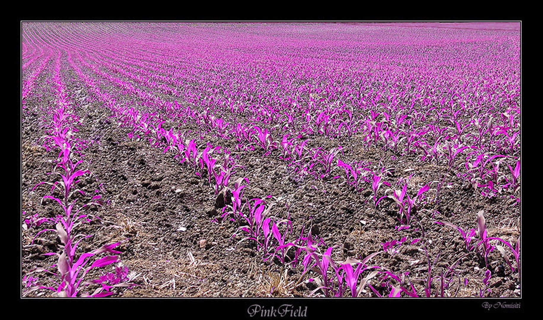 PinkField by