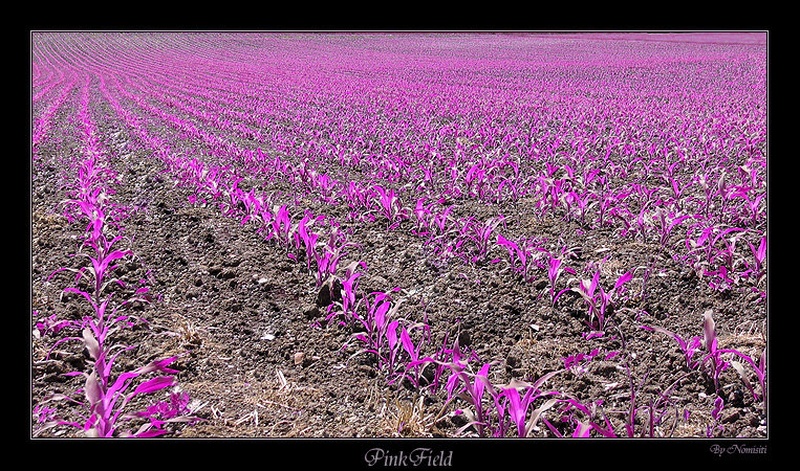 PinkField by nomisiti