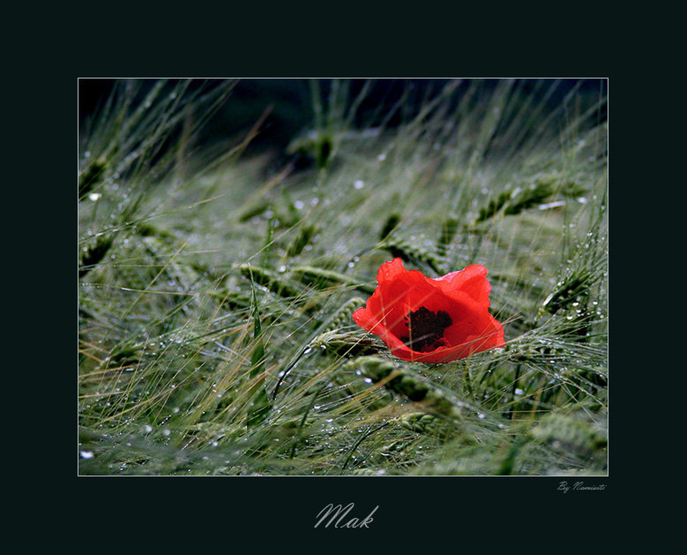 Mak by