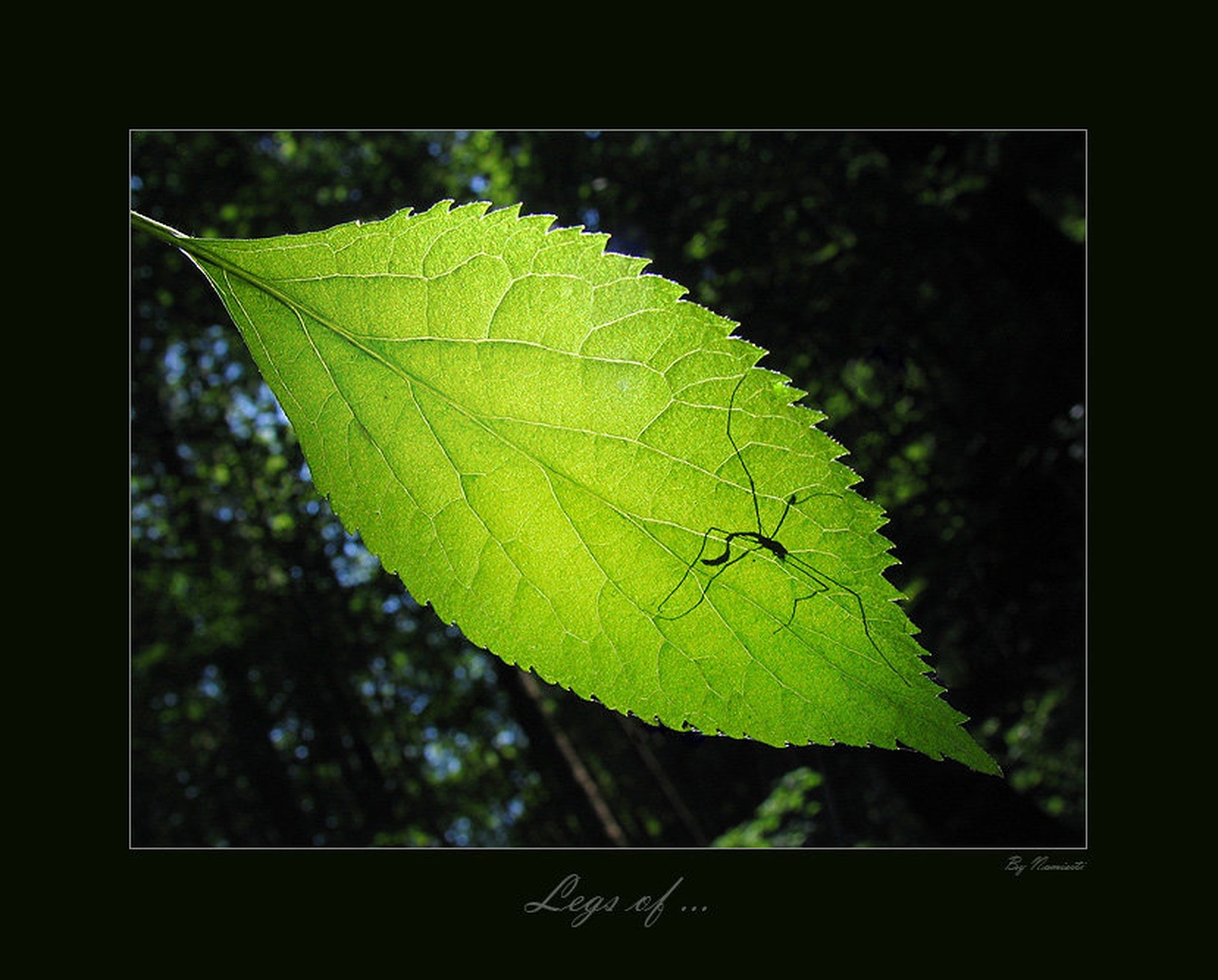 Legs of ... by