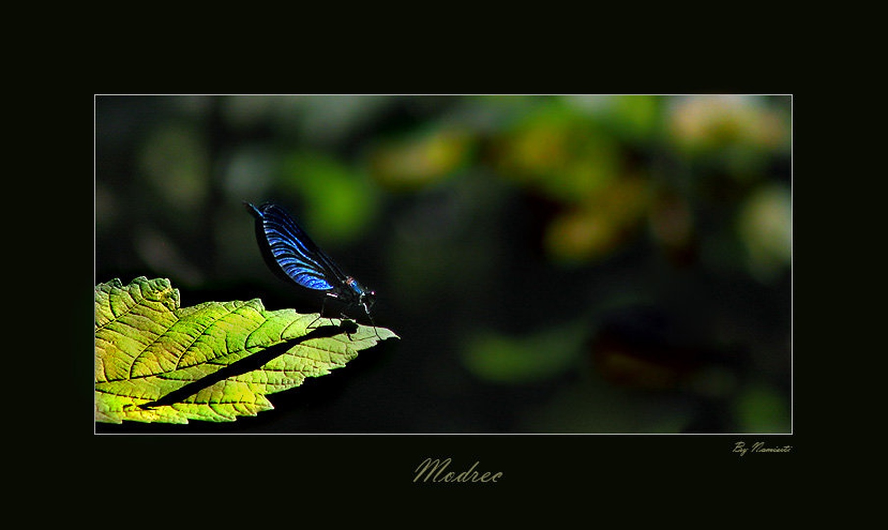 Modrec by