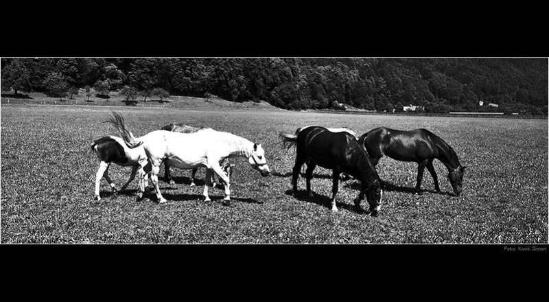 Na paši by nomisiti