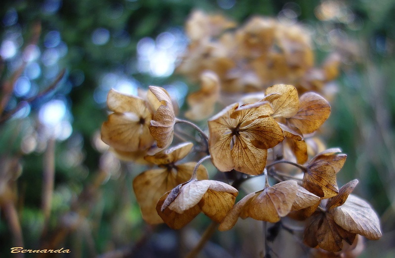 zimsko cvetje by orchid