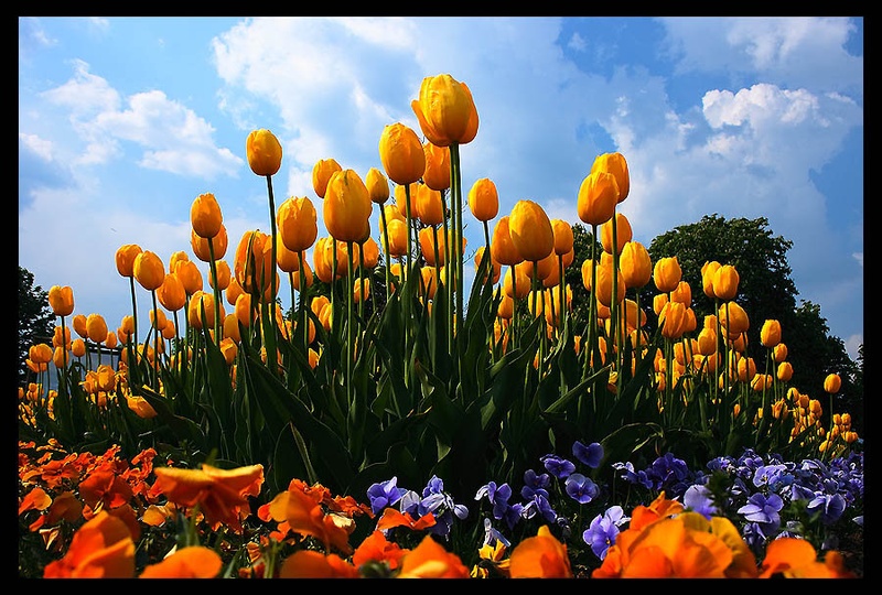tulipani by sebastjan čebular