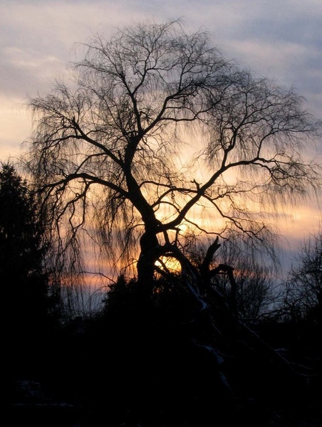 Sonce, ujeto za drevo by NK