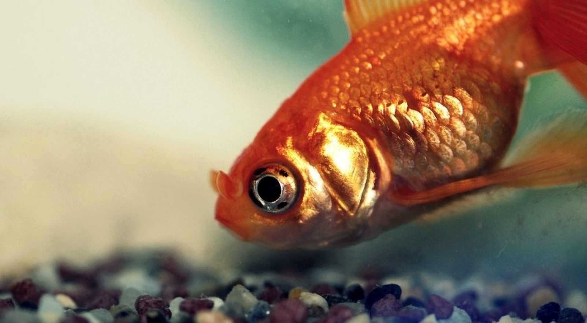 Golden Fish by Urša
