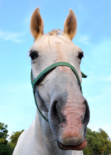 Horseface by Tadej Tinev