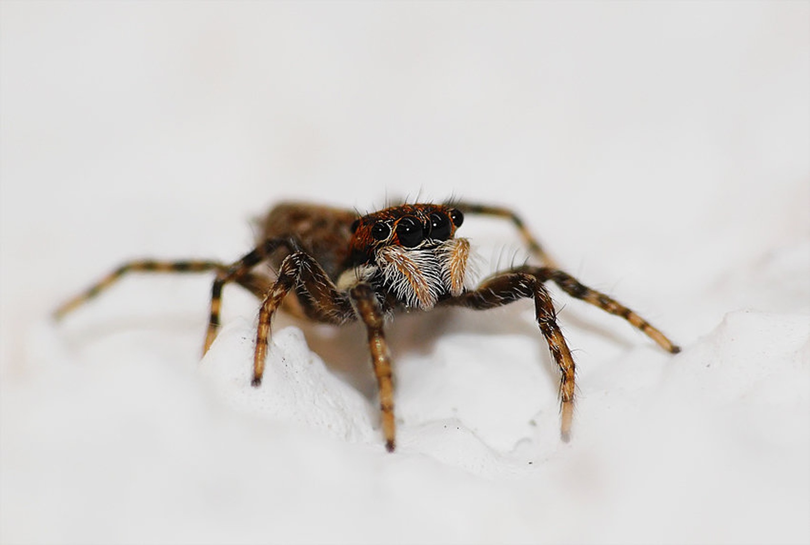 spider by Mario Glavaš