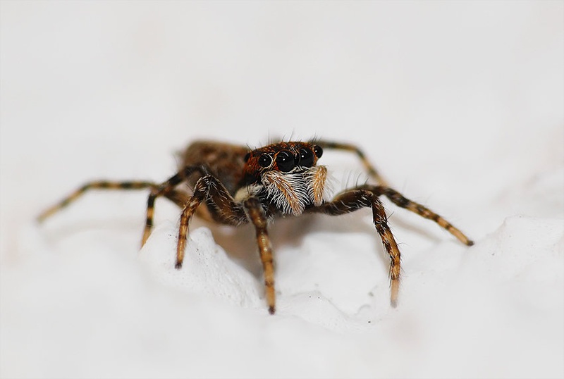 spider by Mario Glavaš