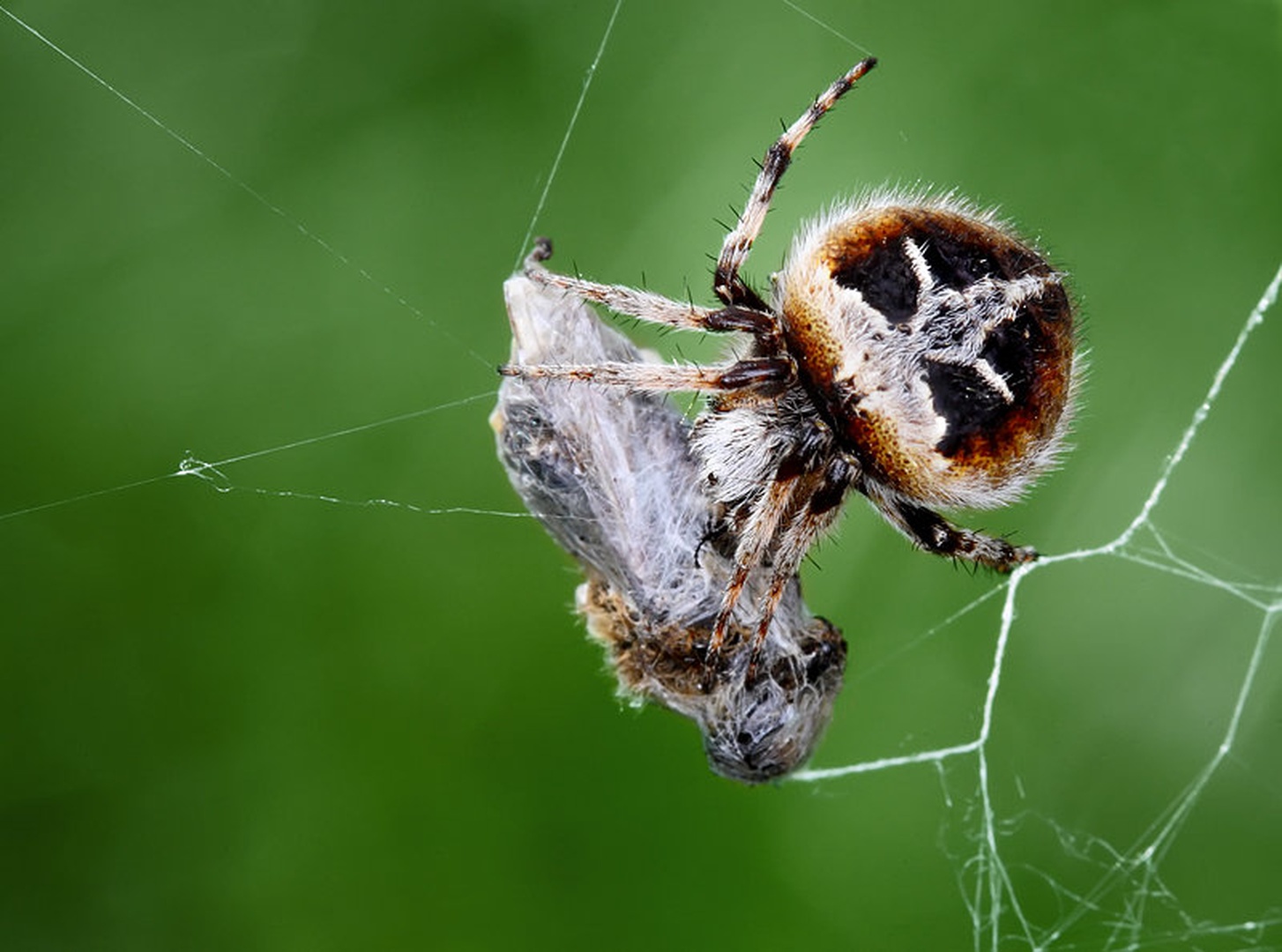 Spider and Mummy by Mario Glavaš