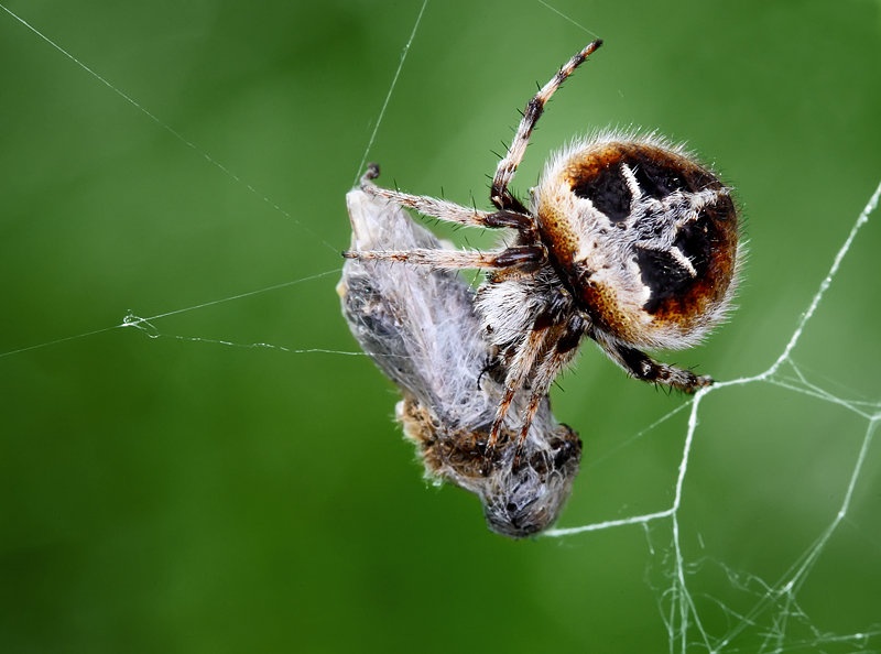 Spider and Mummy by Mario Glavaš