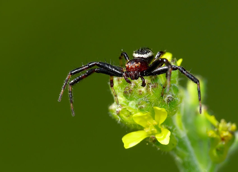 Spider by Mario Glavaš