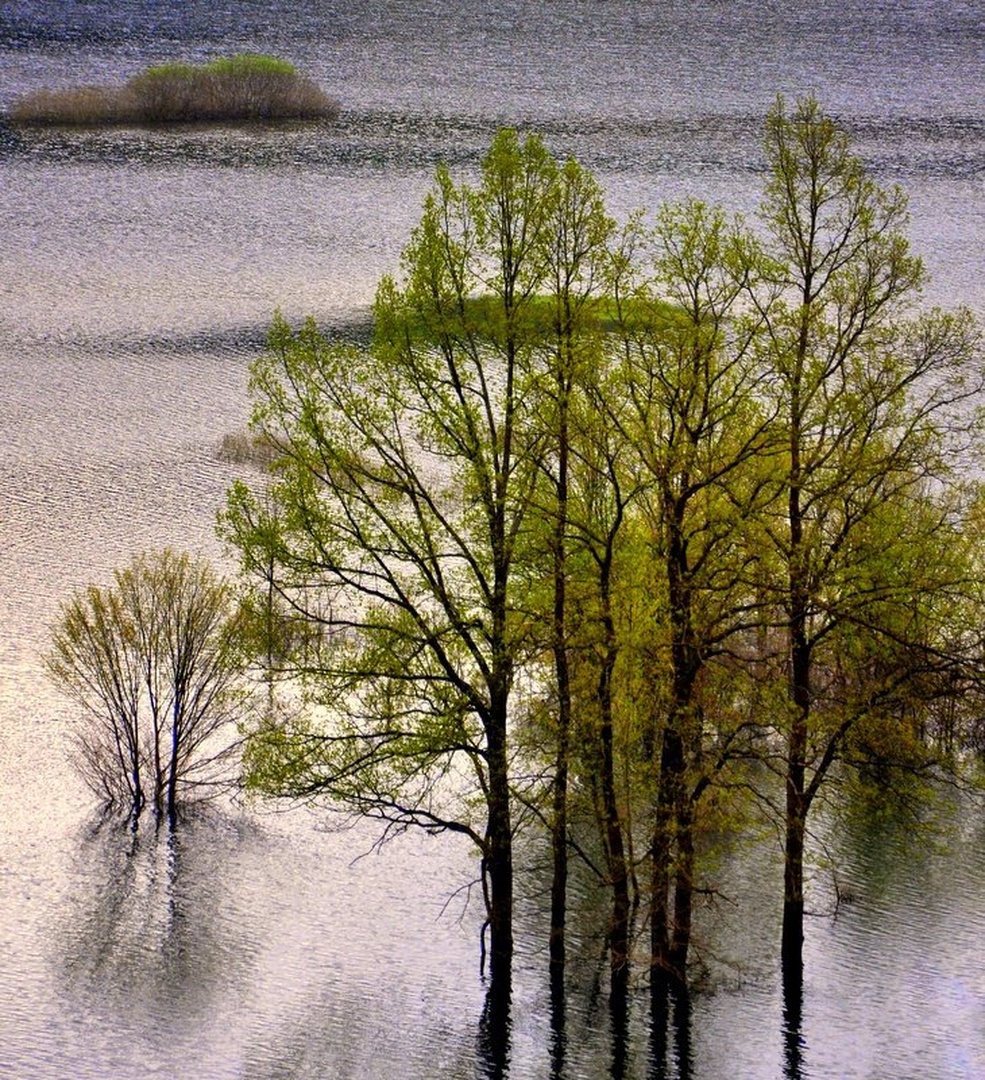 Water Field of Green III. by Andrej Gubič