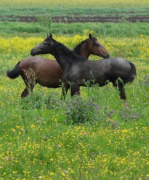 duet by Andrej Gubič