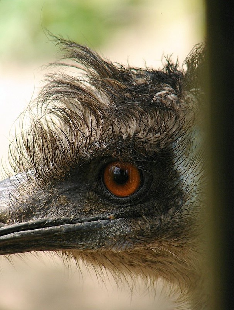 look who's looking by Andrej Gubič