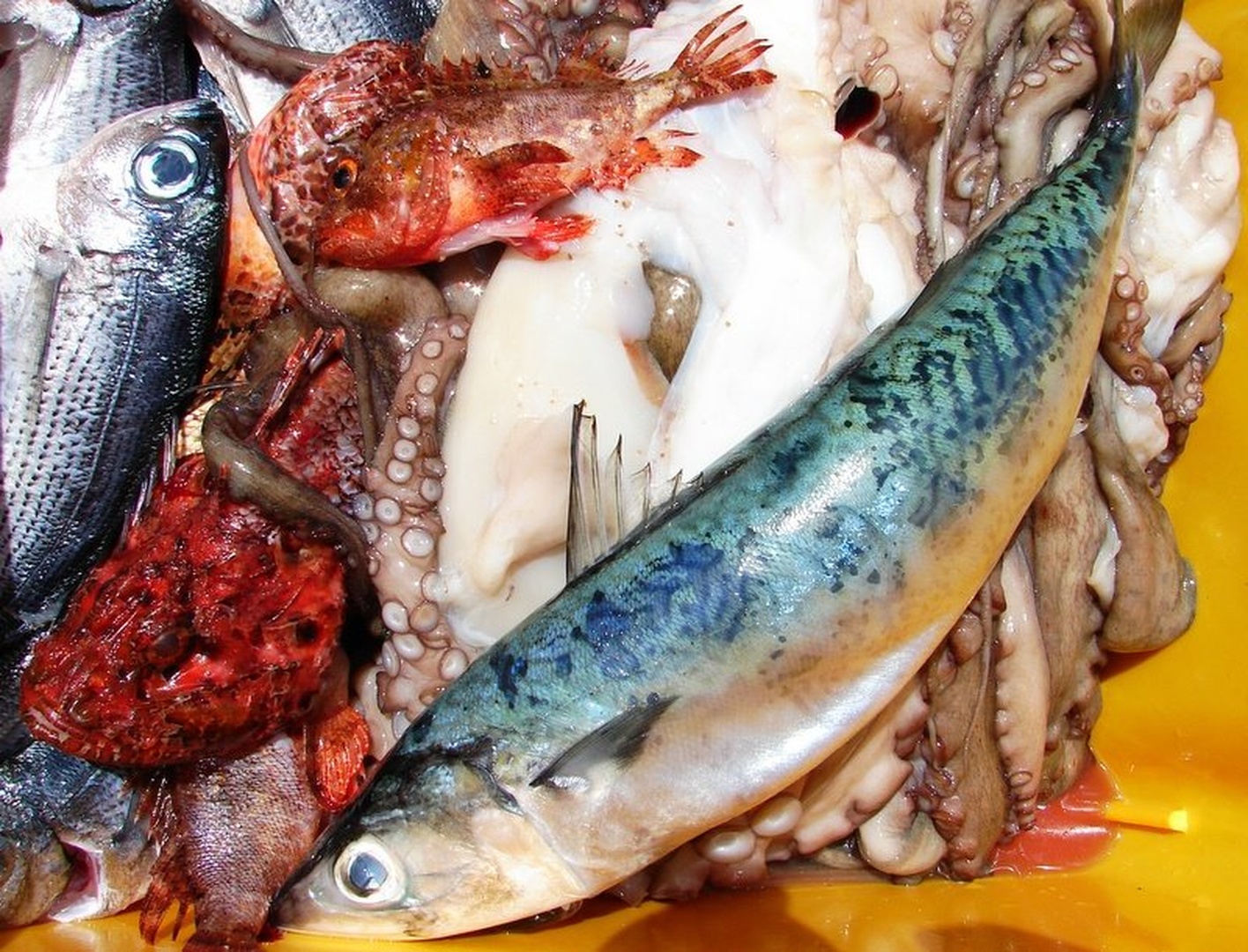 sea food by Andrej Gubič