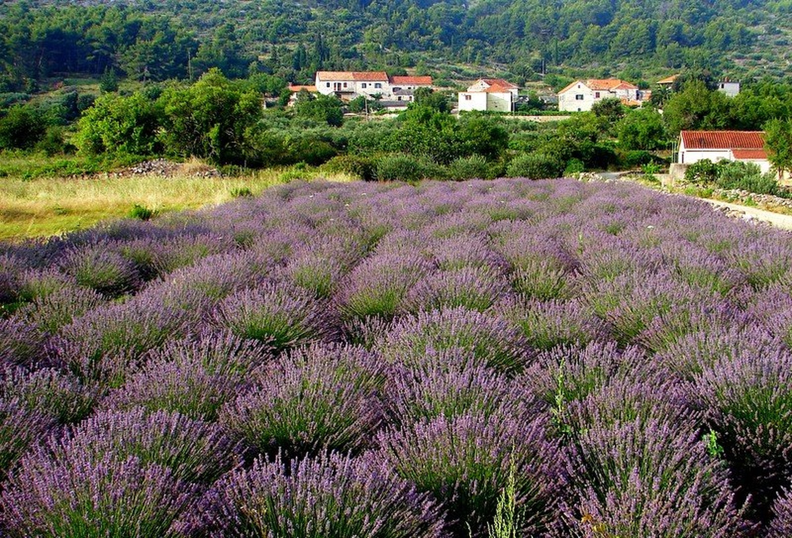 lavanda field by Andrej Gubič