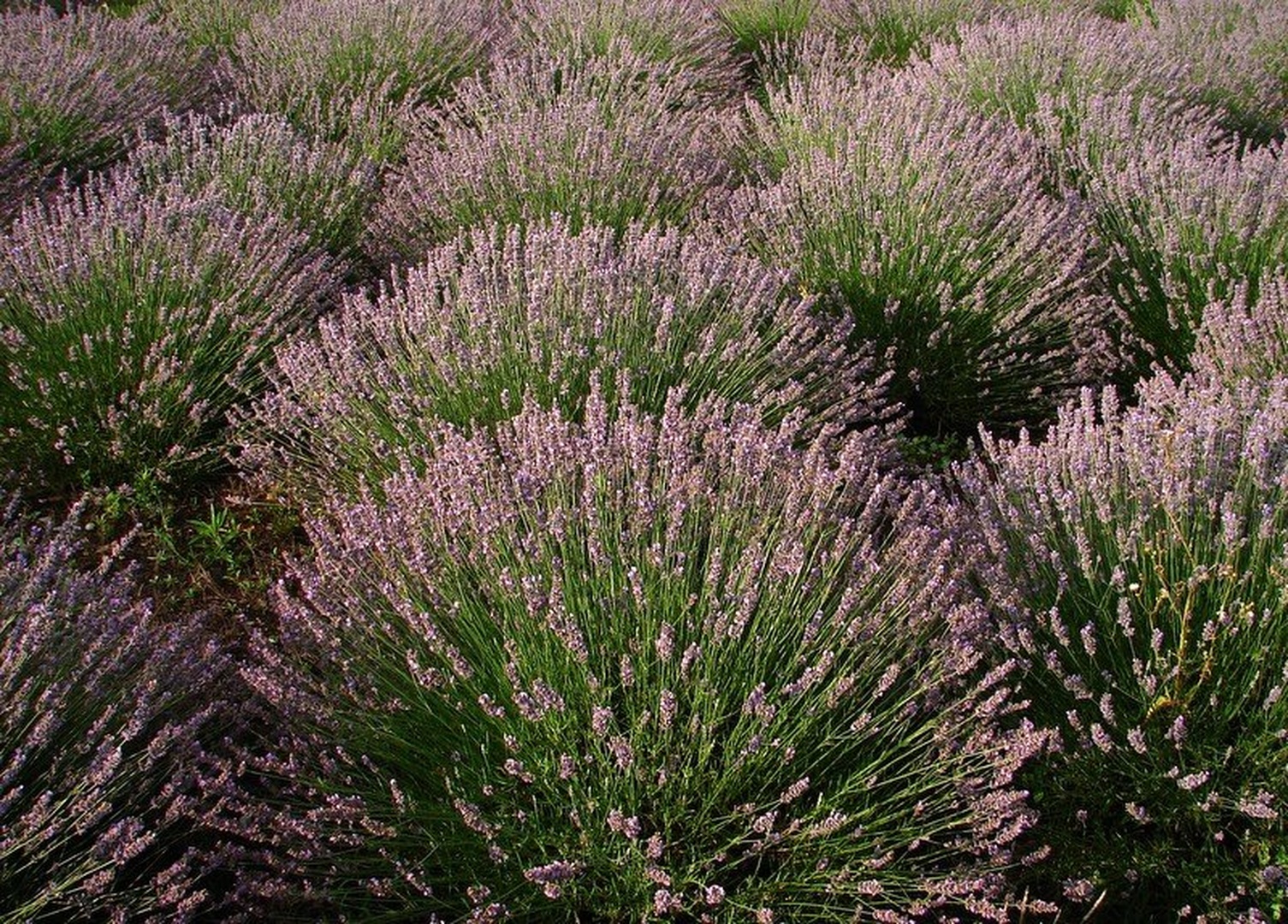 lavanda field 1 by Andrej Gubič
