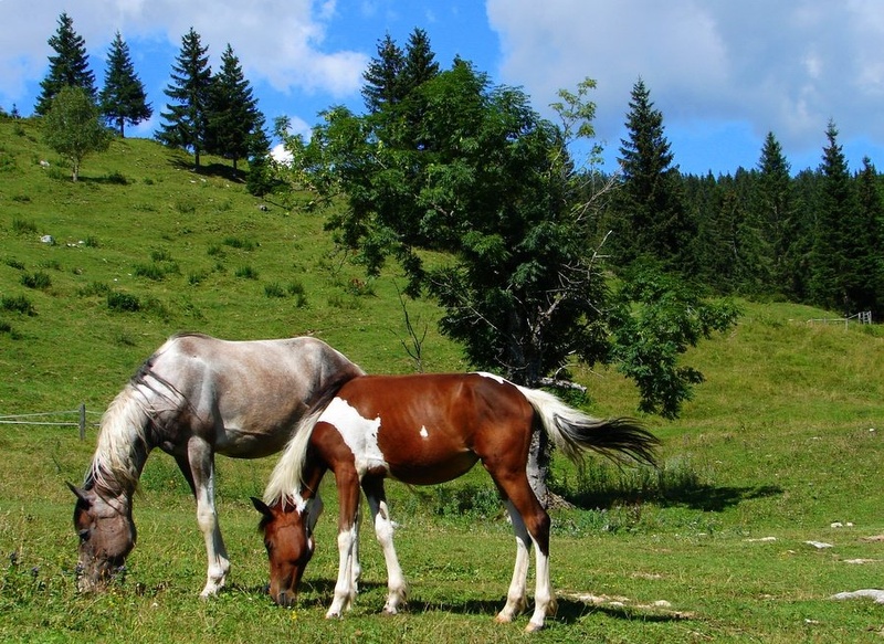 Bohinjske impresije I. by Andrej Gubič
