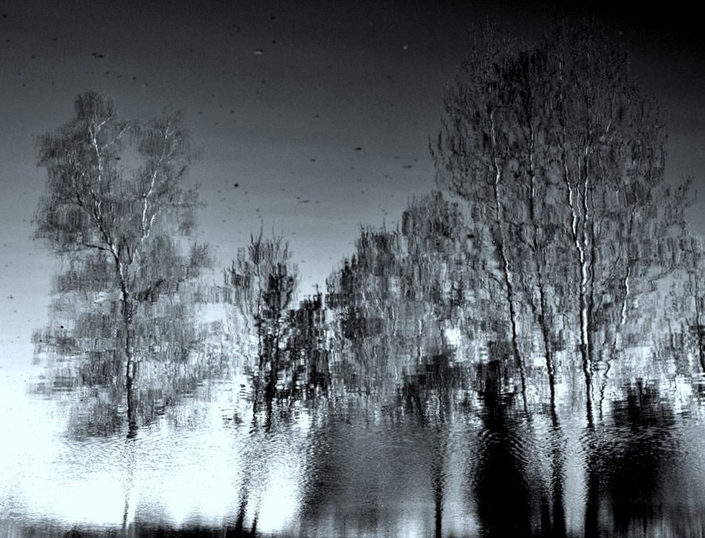 drevesna interferenca (180°) by Andrej Gubič