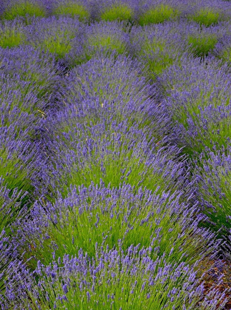 lavanda by Andrej Gubič