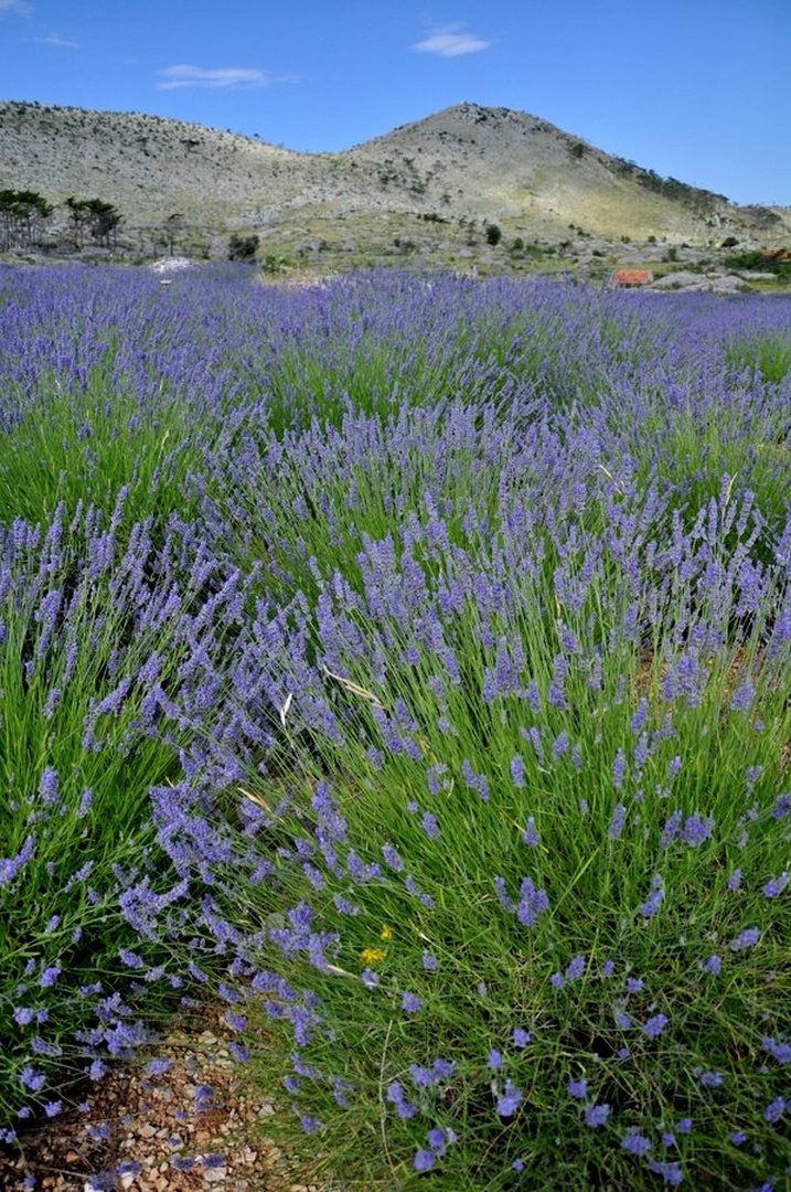 lavanda1 by Andrej Gubič