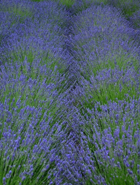 lavanda2 by Andrej Gubič