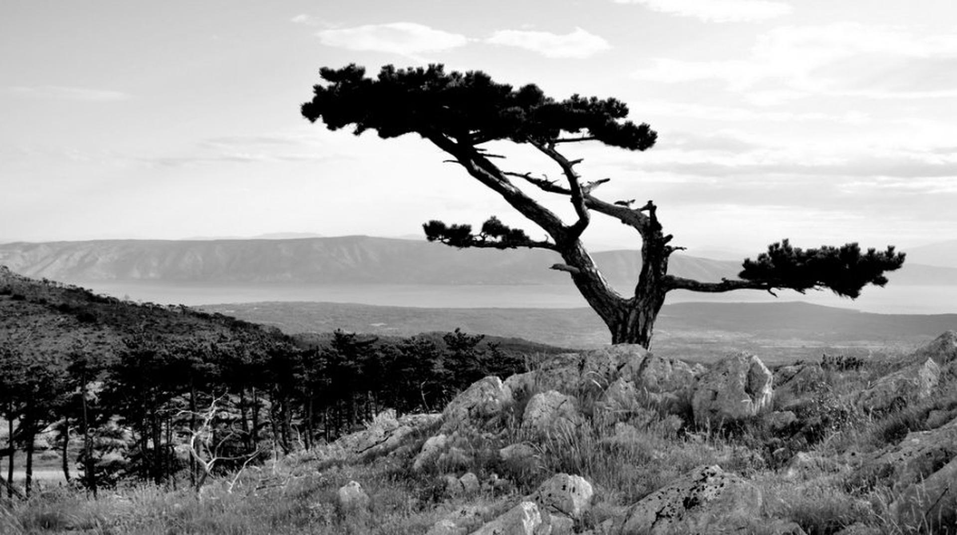dalmatinski bor ( Pinus Dalmatica) by Andrej Gubič