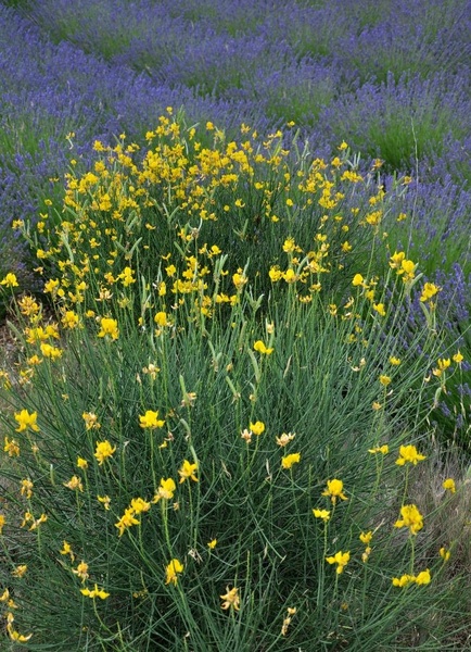 lavanda3 by Andrej Gubič