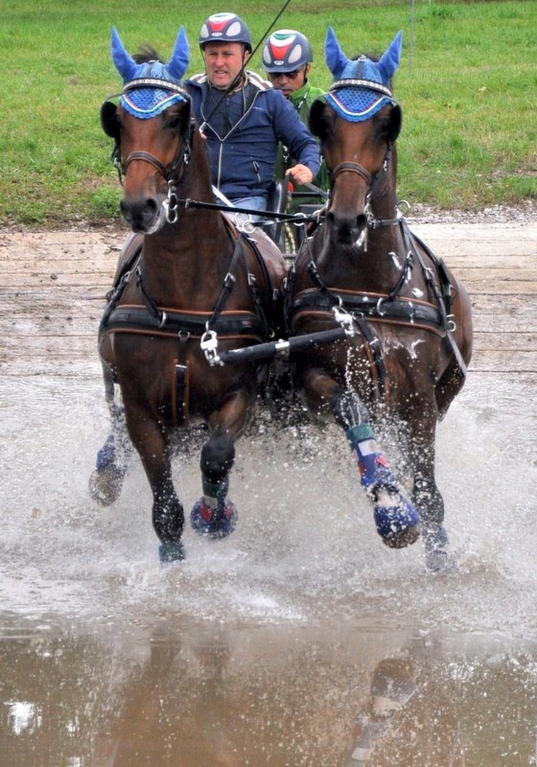 Horse Pair Marathon II. ( colour) by Andrej Gubič