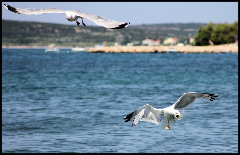Prihajam by Marjan