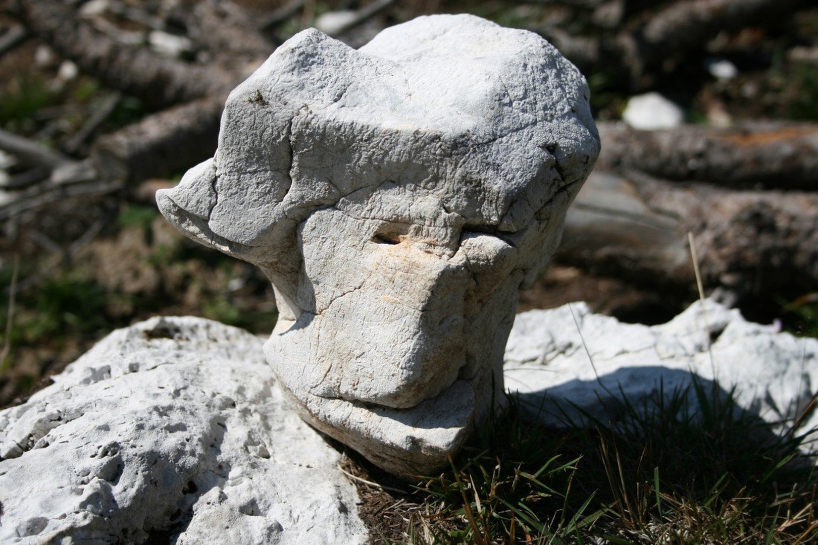 Mrki pogled by Marjan